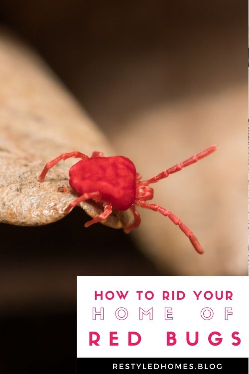 How To Get Rid Of Tiny Red Bugs? - Restyled Homes