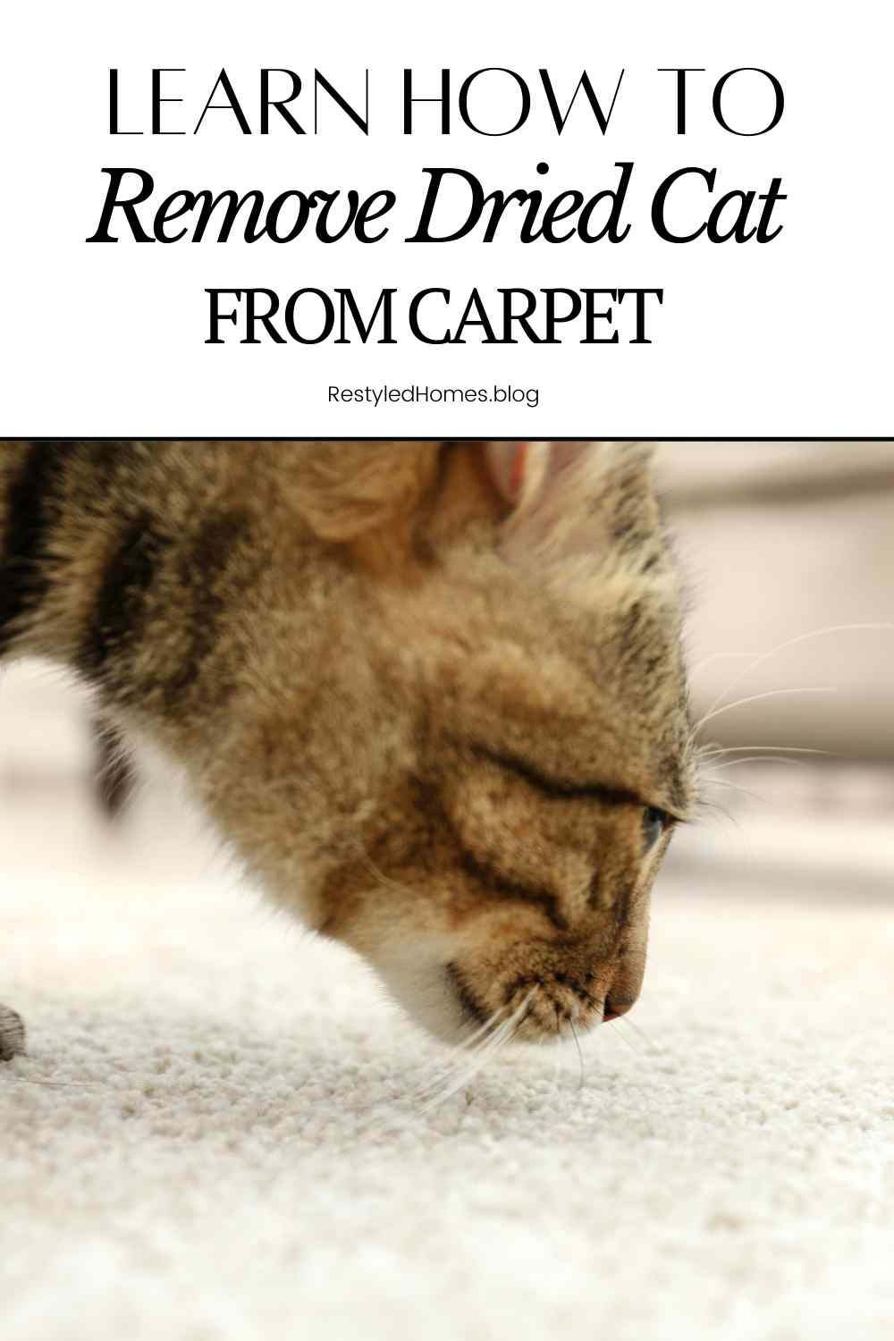 how-to-clean-dried-cat-urine-from-carpet-restyled-homes